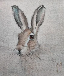 Retrato de una liebre apacible