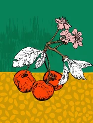 Flores de cerezo