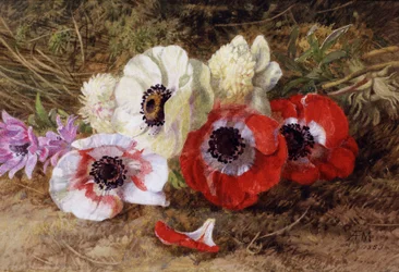 Anemones