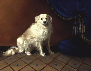 Un Perro de Juguete