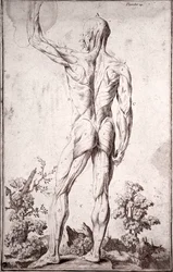 Estudio anatómico del sistema muscular humano