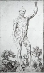 Estudio anatómico del sistema muscular humano (grabado)