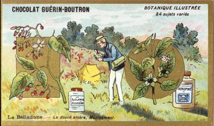Belladona: el dulce amargo, medicina. Grabado (cromo). Cromolitografía publicitaria para chocolates Guerin-Boutron, finales del siglo XIX. Serie botánica ilustrada.