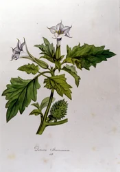 Lámina botánica: Datura Stramonium. Grabado en 