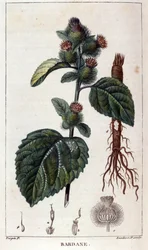 Lámina botánica: bardana (arctium). Grabado en color del siglo XIX