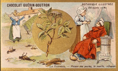 Saúco: veneno de gallinas, médula, infusión. Grabado (cromo). Cromolitografía publicitaria para chocolates Guerin-Boutron, finales del siglo XIX. Serie botánica ilustrada.