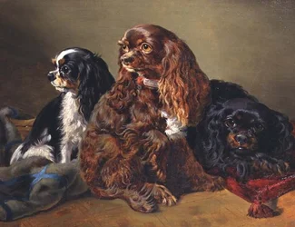 Spaniels del Rey Carlos