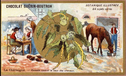 La Castaña: remedio para la tos de los caballos. Grabado (cromo). Cromolitografía publicitaria para chocolates Guerin-Boutron, finales del siglo XIX. Serie botánica ilustrada.