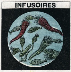 Proyección de luz: uso de una linterna de proyección para observar infusorios. Ilustración anónima de 1925. Colección privada.