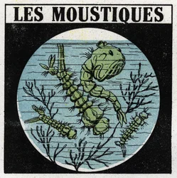 Proyección de luz: uso de una linterna de proyección para observar larvas de mosquitos. Ilustración anónima de 1925. Colección privada.