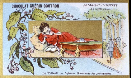 Tilo: infusión, adornos de paseos. Cromolitografía publicitaria para chocolates Guerin-Boutron, finales del siglo XIX. Serie Botánica Ilustrada.
