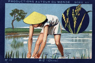 Producciones alrededor del mundo: Arroz en China. Cromolitografía de 1933 en "Álbum Joseph-Milliat"