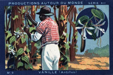 Producciones alrededor del mundo: Vainilla en las Indias Occidentales. Cromolitografía de 1933 en “Álbum Joseph-Milliat”