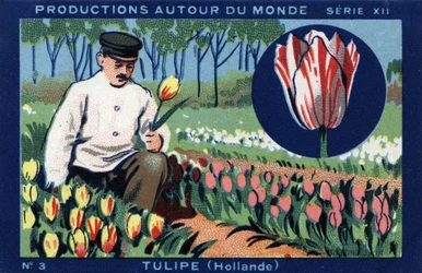 Producciones alrededor del mundo: tulipán en Holanda. Cromolitografía de 1933 en “Joseph-Milliat Album”