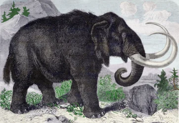 Representación de un mamut. Reconstituido tras los descubrimientos de Adams, miembro de la Academia de San Petersburgo. Grabado de 1867