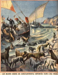 Los 80,000 perros callejeros de Constantinopla (Estambul, Turquía) parten a la isla de Oxias. Grabado en Le petit parisien del 08/07/1910. Colección privada