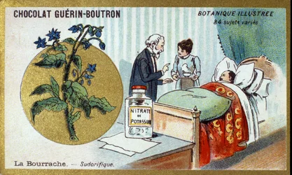 La borraja, diaforética. Cromolitografía publicitaria para chocolates Guerin-Boutron, finales del siglo XIX. Serie Botánica Ilustrada.