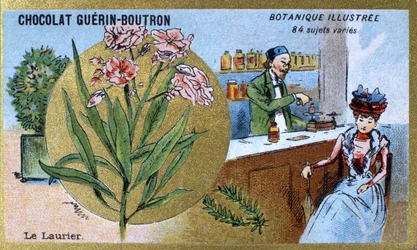 El laurel. Grabado (cromo). Cromolitografía publicitaria para chocolates Guerin-Boutron, finales del siglo XIX. Serie Botánica Ilustrada