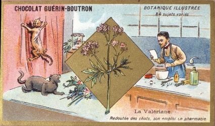 Valeriana: miedo a los gatos, su empleo en farmacia. Grabado (cromo). Cromolitografía publicitaria para chocolates Guerin-Boutron, finales del siglo XIX. Serie Botánica Ilustrada