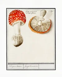 Agarico de mosca, Amanita muscaria