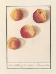 Manzana (Malus domestica)
Manzana de Bohemia. / Poma Bohemica. / Pomme de Bohême (título en el objeto)