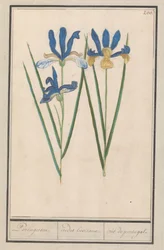 Blauwe lis (Iris sibirica)
Portugeesen. / irides lusitanae. / iris portugal. (título en el objeto)