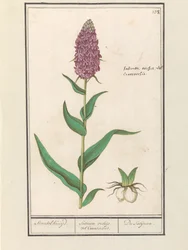 Orquídea de hoja ancha (Dactylorhiza majalis)
Standelruijd. / Satirion orchid vel Cinosorchis. / Du Satijrion. (título en el objeto)