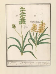 Druifhyacint (Muscari)
1. 1. Muscari. 2. Muscari met geluwe bloem / 1. Muscari Dicadi 2. Muscari slavium Constantinopolitanium. / 1. cebolla almizclera. 2. cebolla almizclera de flor amarilla (título en el objeto)