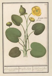 Gele plomp (Nuphar lutea)
Pumpen met geluwe Bloemen / Nimphea Lutea / Nenúfar de flor amarilla (título en el objeto)