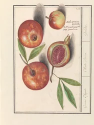 Granada (Punica granatum)
Manzanas Grenaert. / Mala Punica. / Granadas. (título en el objeto)