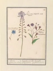 Jacinto crestado (Muscari comosum) y aciano (Centaurie)
1. jacinto. 2. aciano morado / 1. hyacinthus dioscoridis. Mayor comosus. 2. cajanus purpereus. / 1. jacinto 2. petit bluet violet (título en el objeto)