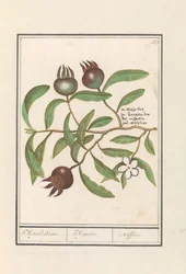 Níspero (Mespilus germanica)
Níspero. / Mespilus. / Nefflier (título en el objeto)