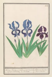 Lirio morado (Iris germanica)
Kleene Blauwe en Puper lisbloemen / irides parvae Coerulcae et Violacae. / Petites iris Couleur Bleue et Violette (título en el objeto)
