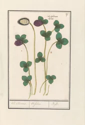 Trébol de vara (Trifolium pratense)
Clover Claevers. / Trifolium. / Trefle (título en el objeto)