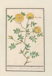 Roos (Rosa)
enkel geluwe roose / Rosa lutea simplex / rose jeaune à fleur simple (título en el objeto)