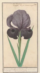 Lirio de luto (Iris susiana)
El lisbloeme suzyaensche / iris Calcedonica. iris Susiana major. / iris de suze. (título en el objeto)