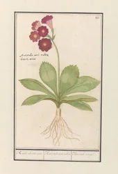 Caléndula (Primula)
Oore de oso rojo. / Auricula ursi rubra. / Auricule rouge (título en el objeto)