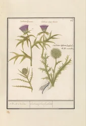Cardo (Carduus) y Alcachofa (Cynara cardunculus)
Cardo (Carduus) y artisjok (Cynara cardunculus)
Bolle Caerden / Cardius Spheroche-phalus (título en el objeto)