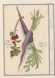 Zanahoria (Daucus carota) y grosella roja (Ribes rubrum)
Caroten, zanahorias. 2. plan Aelbesien / 1. Carota. 2. ribes nigra. / 1. Carots. 2. Grosella espinosa transmarina. (título en el objeto)