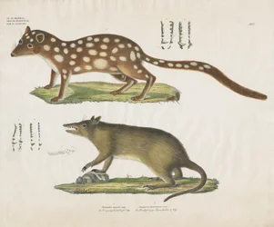 Marsupiales australianos con detalles anatómicos (litografía coloreada a mano)