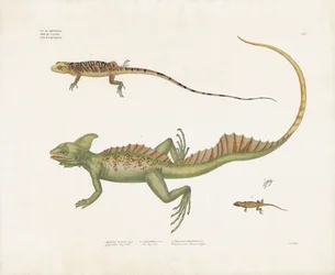 Basiliscos y pequeños lagartos con rasgos distintivos (litografía coloreada a mano)