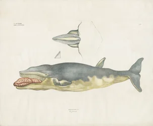 Ballena franca de Groenlandia con detalles anatómicos (litografía coloreada a mano)