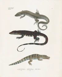 Lagarto monitor, lagarto venenoso y caimán de la clase de reptiles (litografía coloreada a mano)