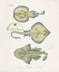 Especies de rayas del orden Rajiformes (litografía coloreada a mano)