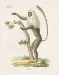 Lutung plateado en un árbol (litografía coloreada a mano)