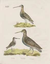 Especies de agachadizas (litografía coloreada a mano)