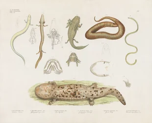 Anfibios diversos y estudios anatómicos (litografía coloreada a mano)