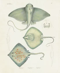 Varias especies de rayas con detalles anatómicos (litografía coloreada a mano)