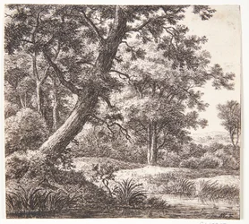 Arroyo con un árbol inclinado