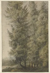 Altos pinos en la linde de un bosque